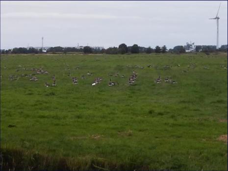 Hunderte von G�nsen am Kanal hinter dem Haus.